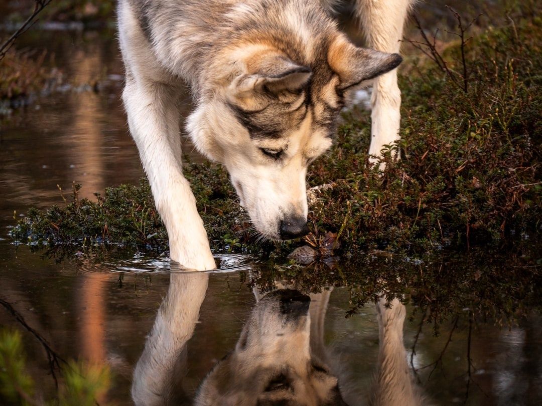 Vaalea koira juo metsässä matalasta vedestä rasituksen jälkeen