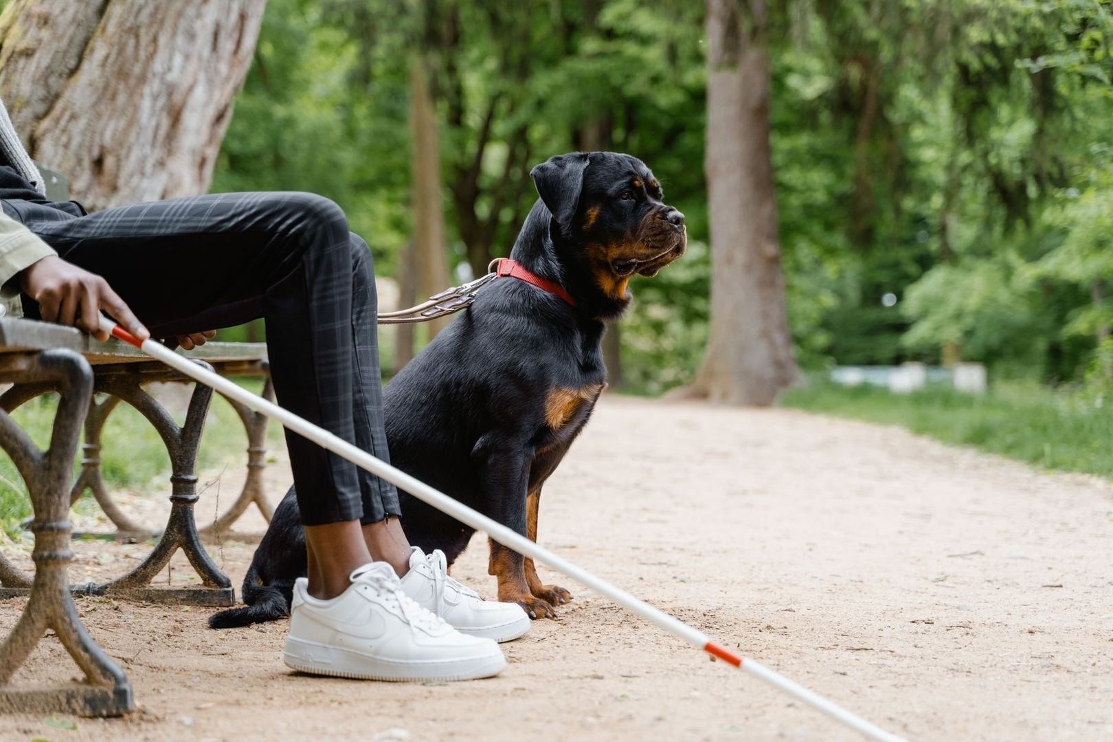 Rottweiler istuu hihnassa puistossa näkövammaisen ohjaajan vierellä